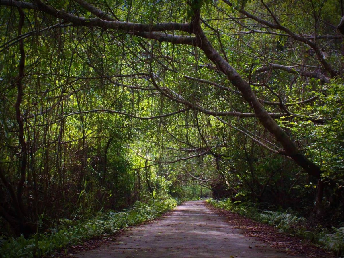 lang-viet-hai-cat-ba-vuon-quoc-gia