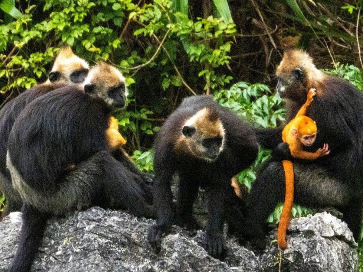 Voọc đầu trắng quý hiếm trong khu dự trữ sinh quyển Cát Bà.