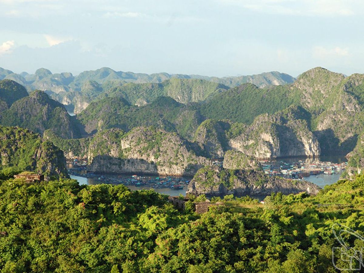 Rừng ngập mặn Cát Bà với hệ sinh thái đa dạng.