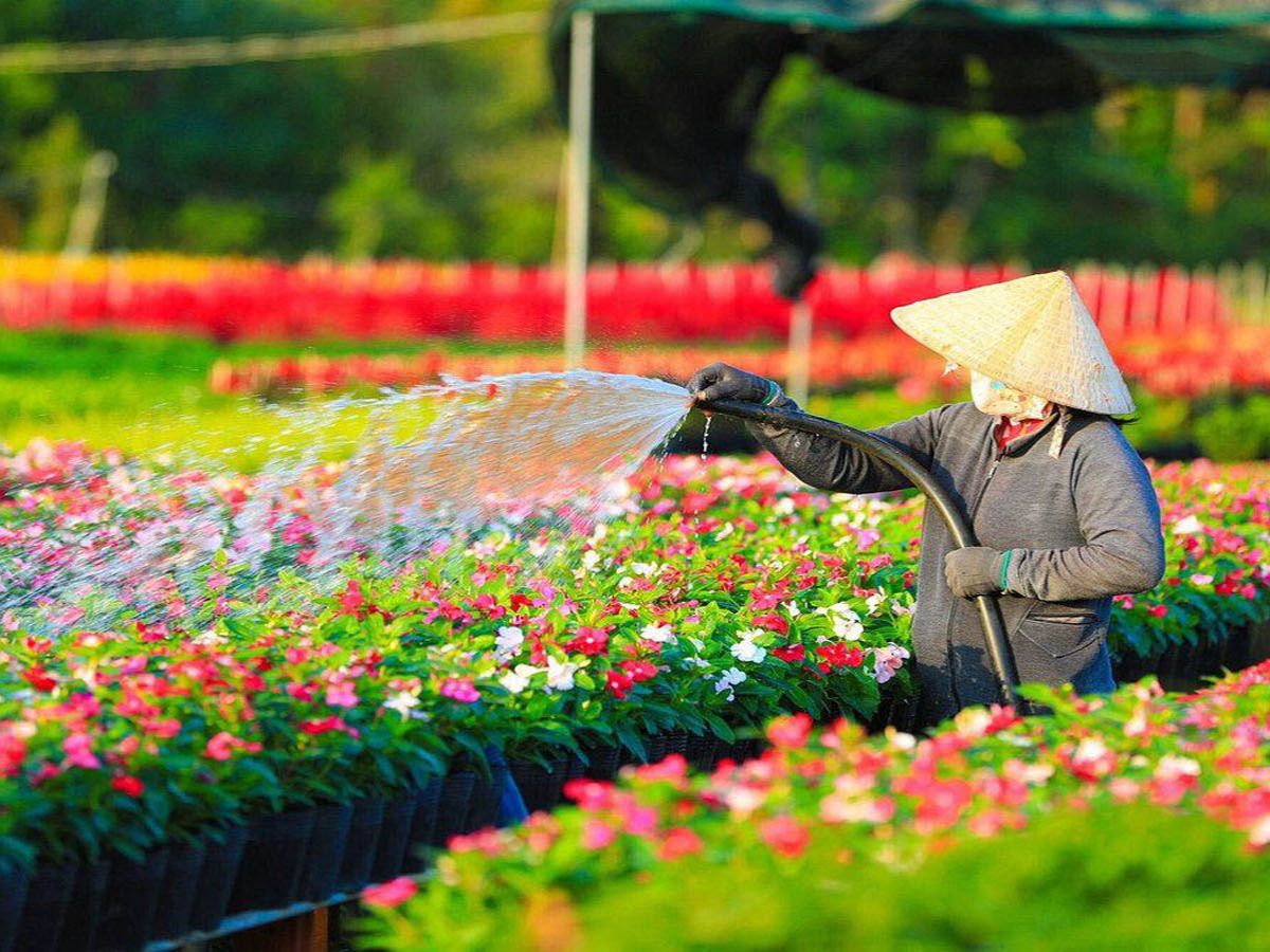 Làng hoa Hạ Lũng là điểm check-in lý tưởng khi đến Hải Phòng.