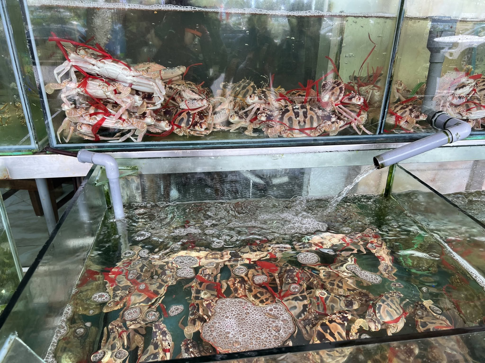 Du khách đến Cát Bà không nên bỏ lỡ đặc sản ghẹ tươi ngon.