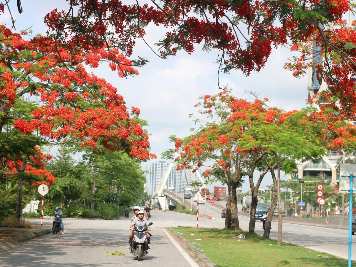 Ghé thăm mùa hoa phượng đỏ tại Hải Phòng