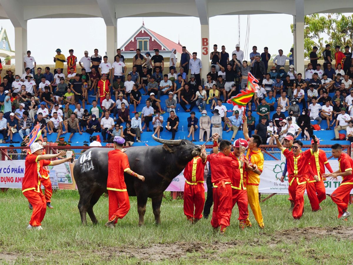 Lễ hội trọi trâu Đồ Sơn có sức hút văn hóa lớn với người dân địa phương và du khách
