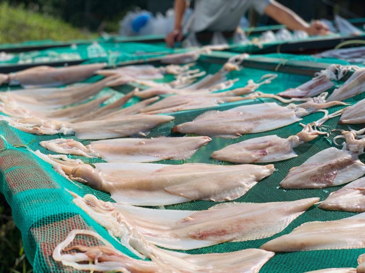 Mực khô Đà Nẵng với quy trình phơi nắng tự nhiên
