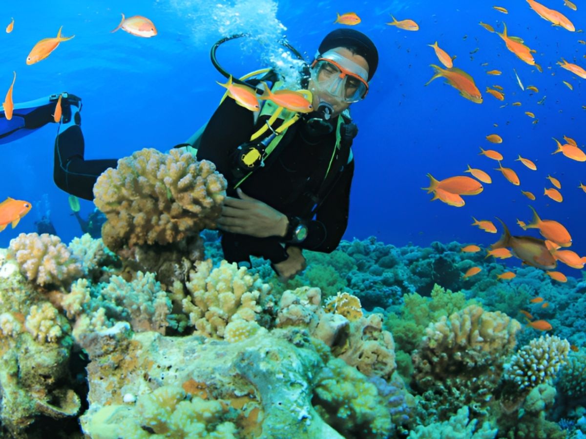 Cù Lao Chàm nổi bật nhờ hệ sinh thái đa dạng, gồm các rạn san hô đầy màu sắc rất phù hợp cho hoạt động lặn ngắm san hô