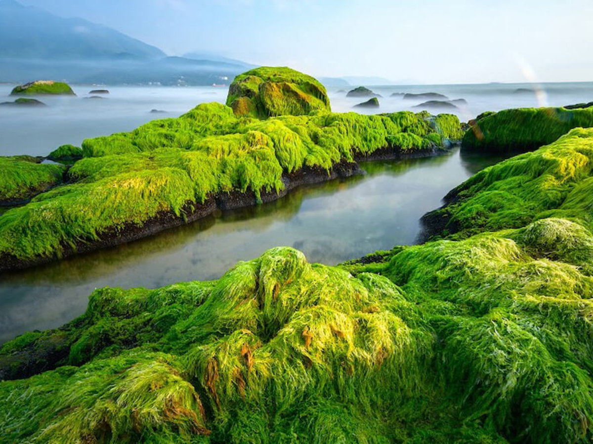 Rạn Nam Ô xanh mướt mang vẻ đẹp độc đáo