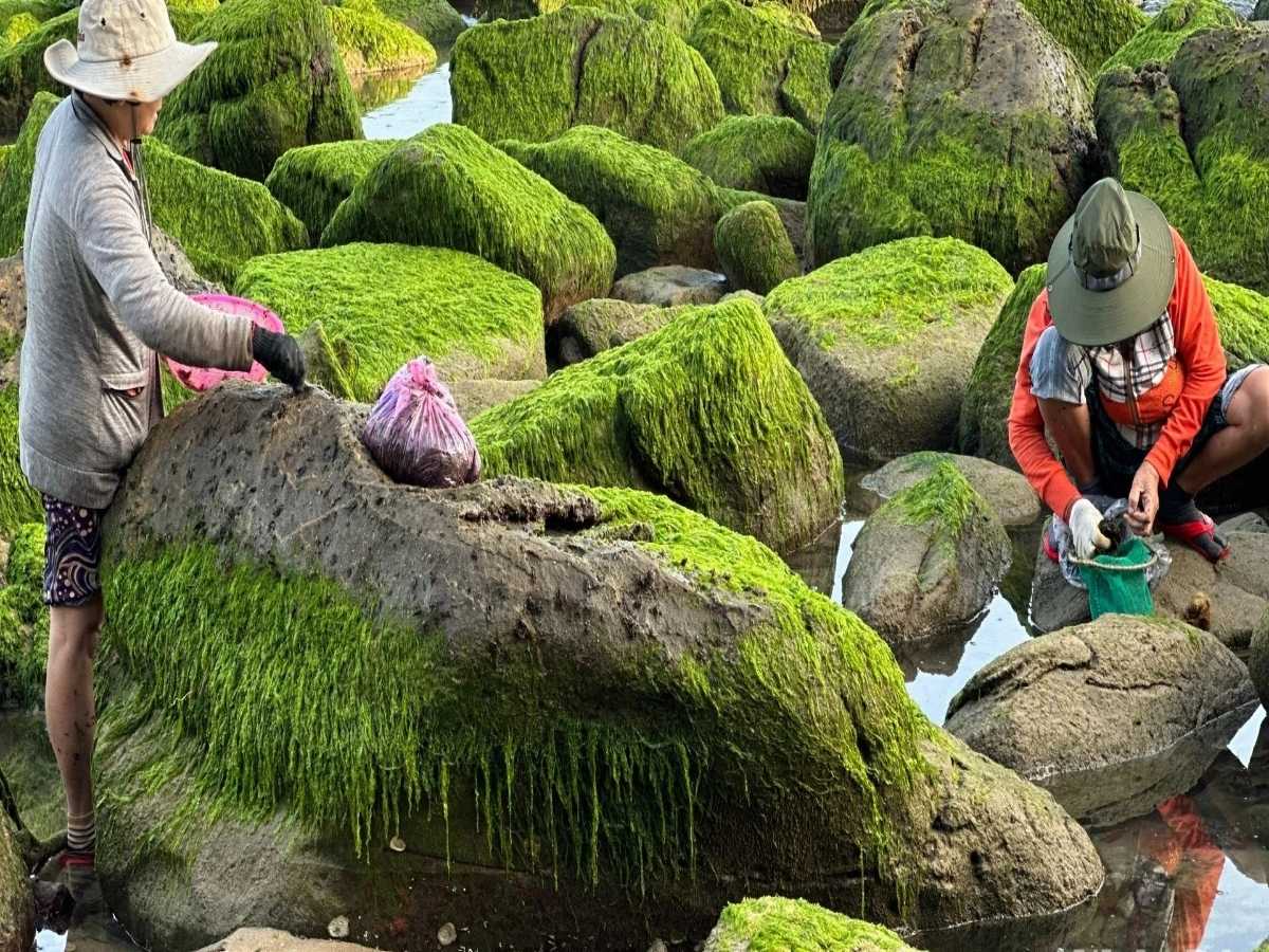 Những thảm rong biển Đà Nẵng xanh biếc thường được thu hoạch tại vùng biển Mỹ Khê