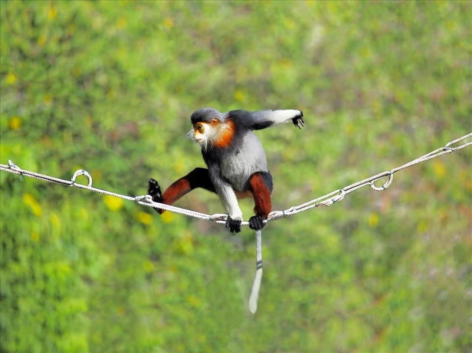 Vọoc chà vá chân nâu là loài linh trưởng quý hiếm được tìm thấy tại bán đảo Sơn Trà
