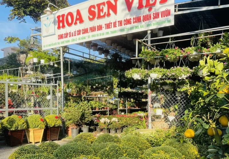 Hoa Sen Việt nổi bật trong danh sách các chợ hoa Tết Đà Nẵng nhờ nguồn hoa đa dạng và dịch vụ chuyên nghiệp