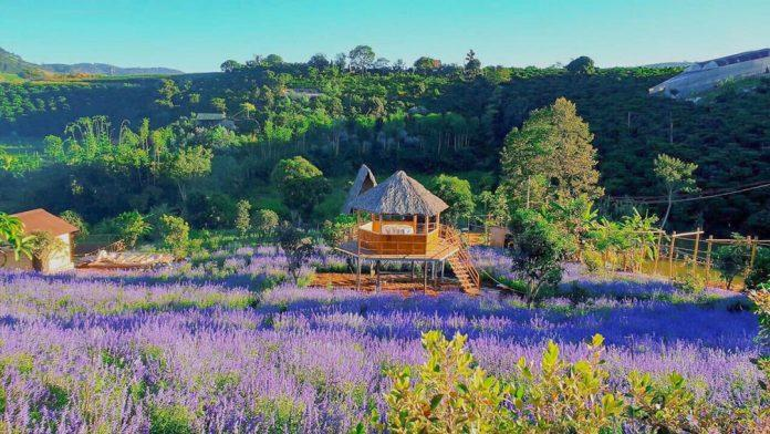 Lavender season in Da Lat