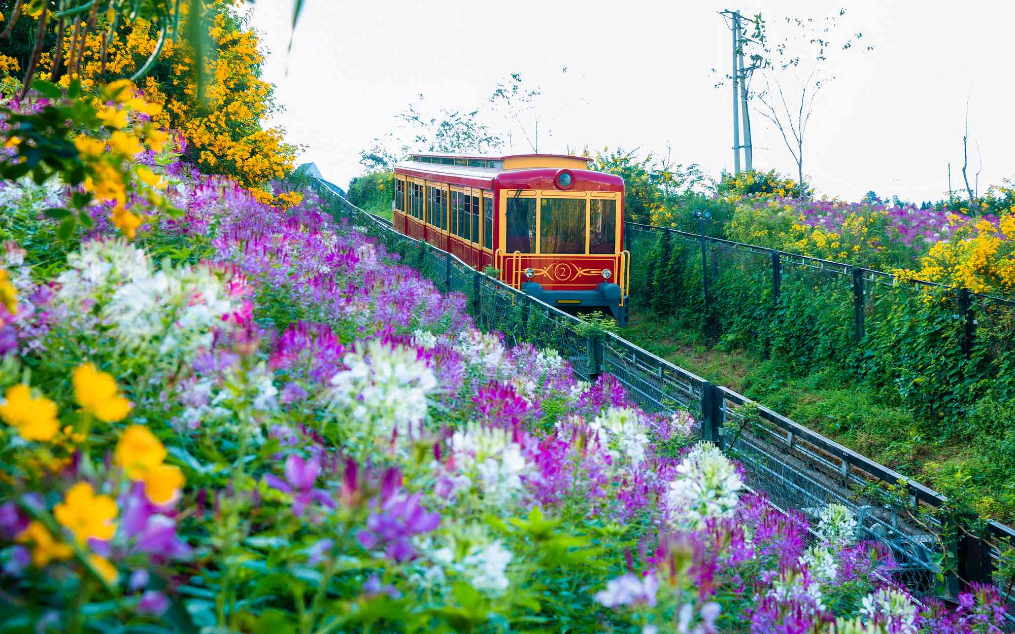 The Muong Hoa mountain railway takes tourists across the picturesque valley on their journey to conquer Fansipan peak.