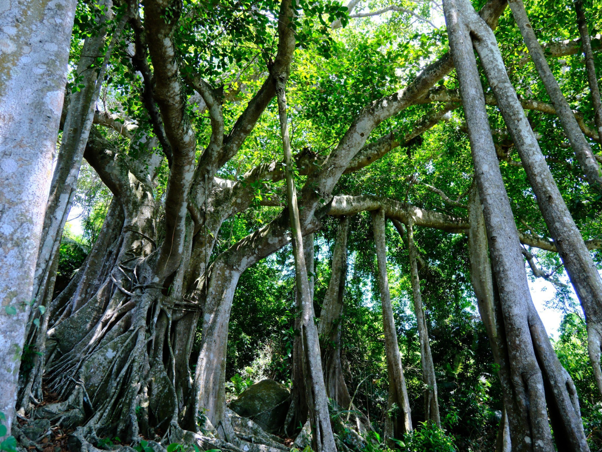 cay-da-di-san-800-nam-ban-dao-son-tra