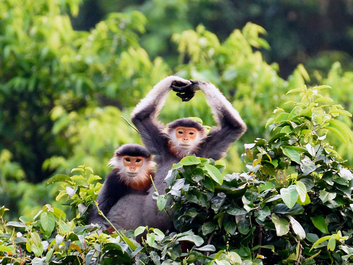 vooc-cha-quy-hiem-ban-dao-son-tra