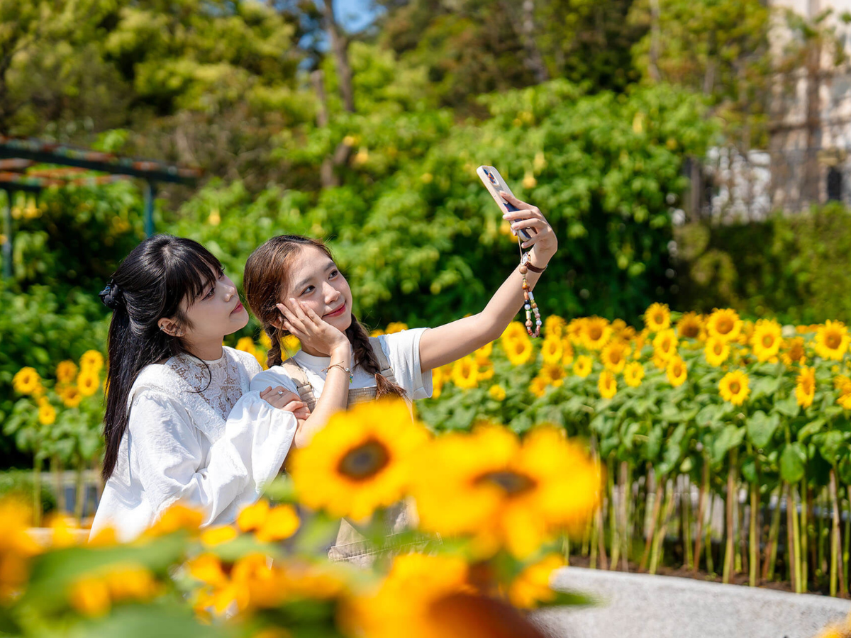 le-hoi-ngan-hoa-mat-troi