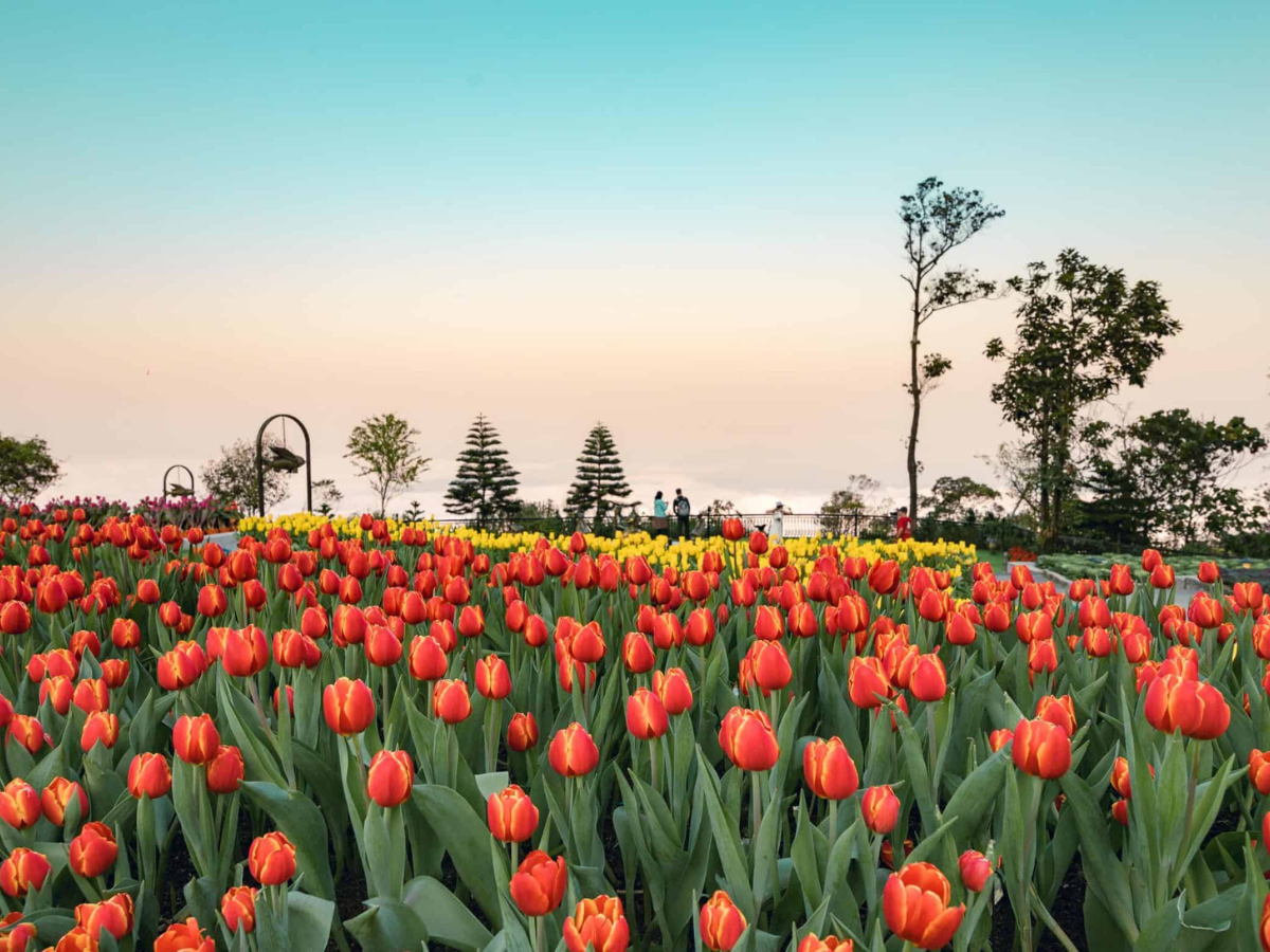 vuon-hoa-tulip-no-ro