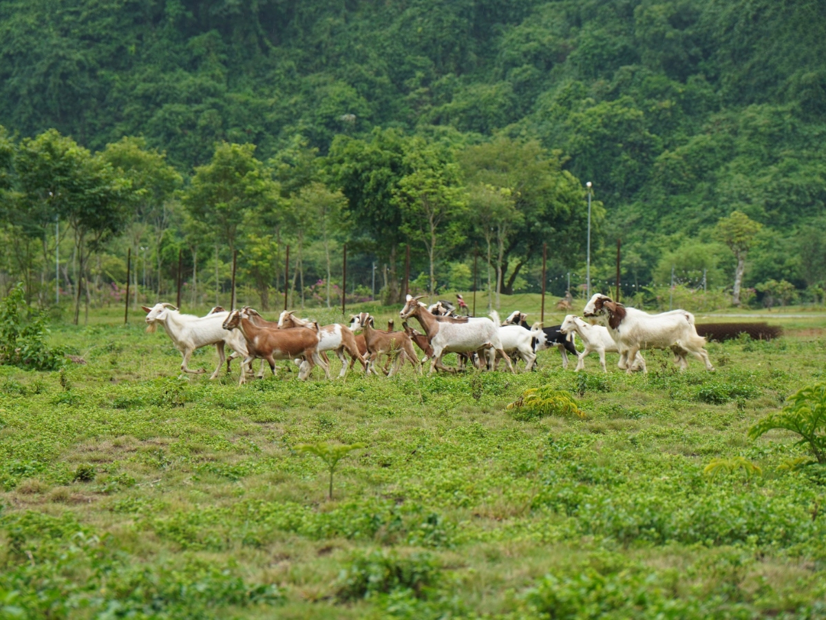 Dê được nuôi thả tự nhiên tại vùng núi Kim Bảng
