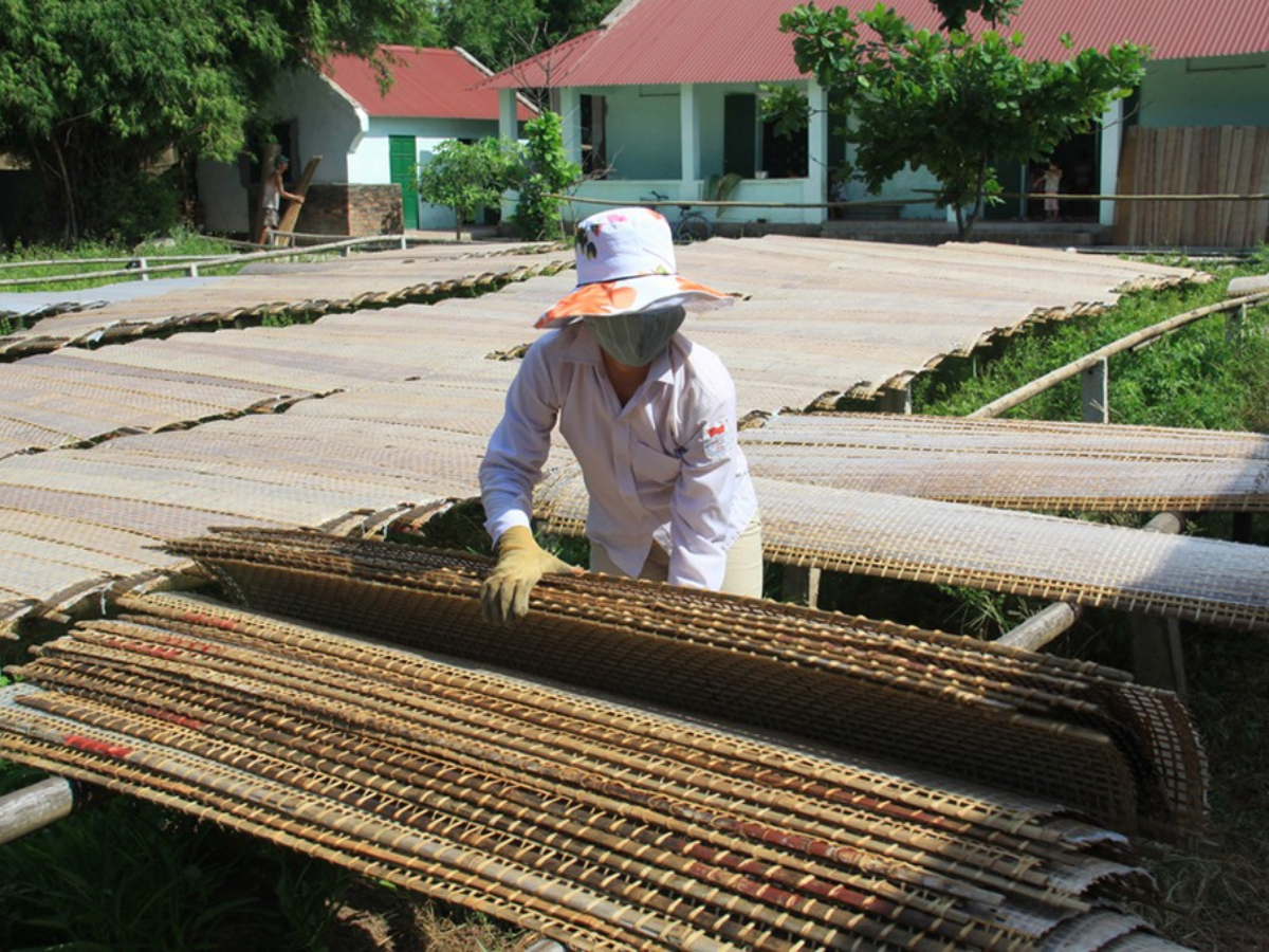 Người dân phơi bánh đa nem trên phên tre vào buổi sáng sớm