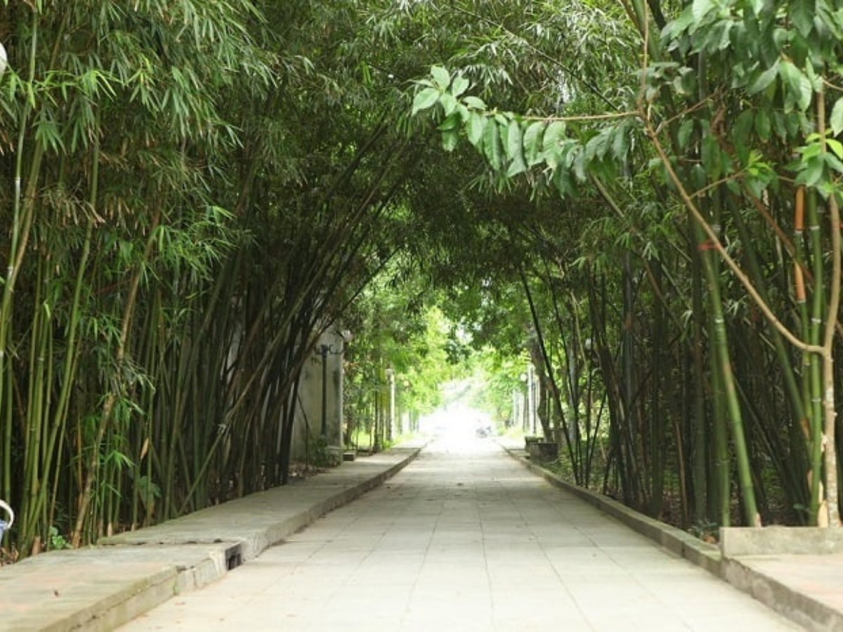 Lối vào đền Trúc được phủ bóng mát bởi các rặng trúc xanh rì