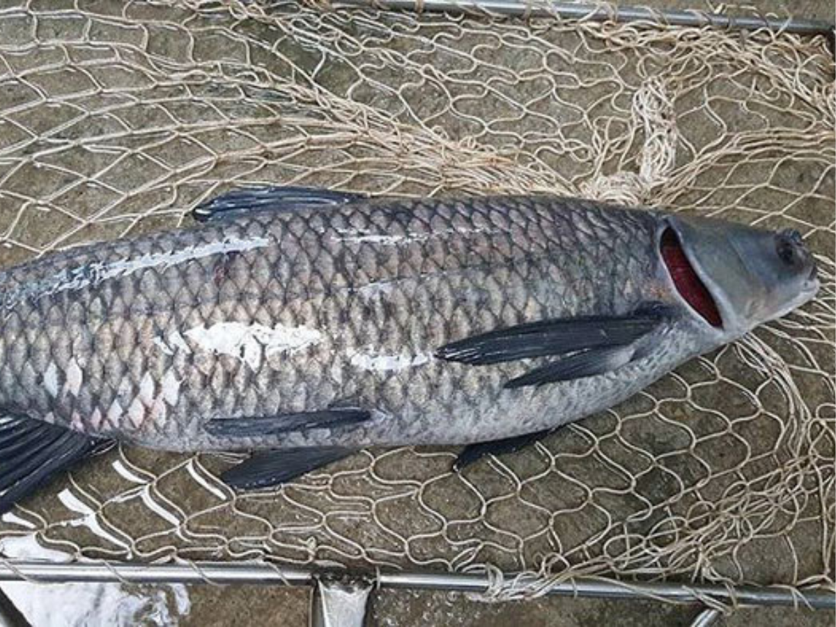 Cá trắm đen là nguyên liệu hảo hạng tạo nên hương vị tuyệt vời cho món cá kho