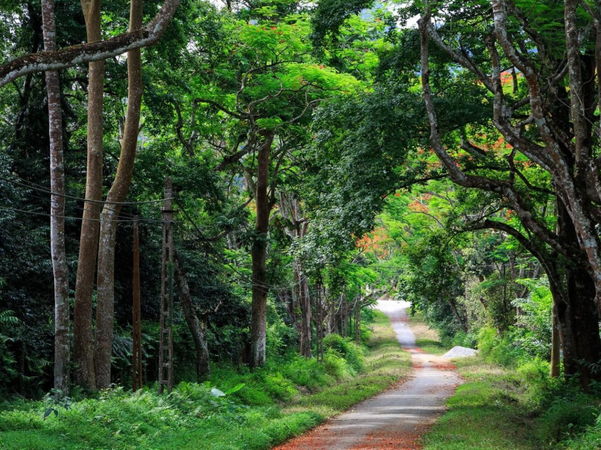 Rừng Cúc Phương - khu rừng mưa nhiệt đới nguyên sinh nổi tiếng ở Ninh Bình