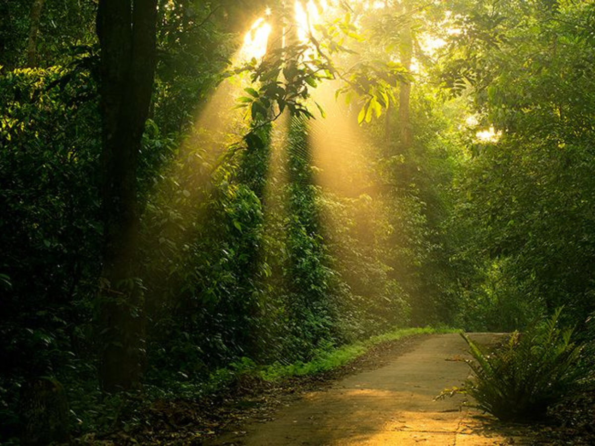 Rừng Cúc Phương mang hệ sinh thái rừng mưa nguyên sinh độc đáo trên nền đá vôi