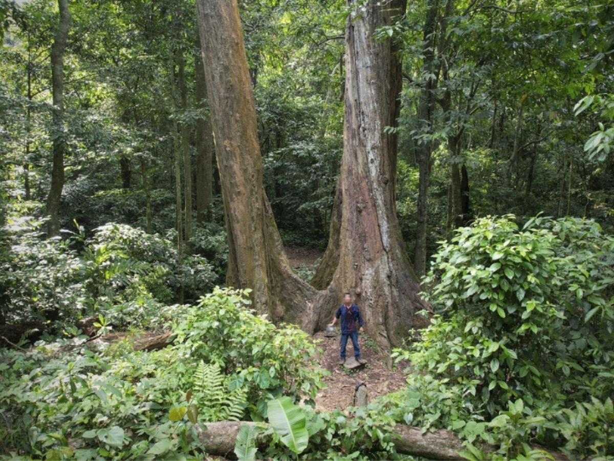 Trekking cung 5 cây chò chỉ trong rừng Cúc Phương đầy thử thách và hấp dẫn