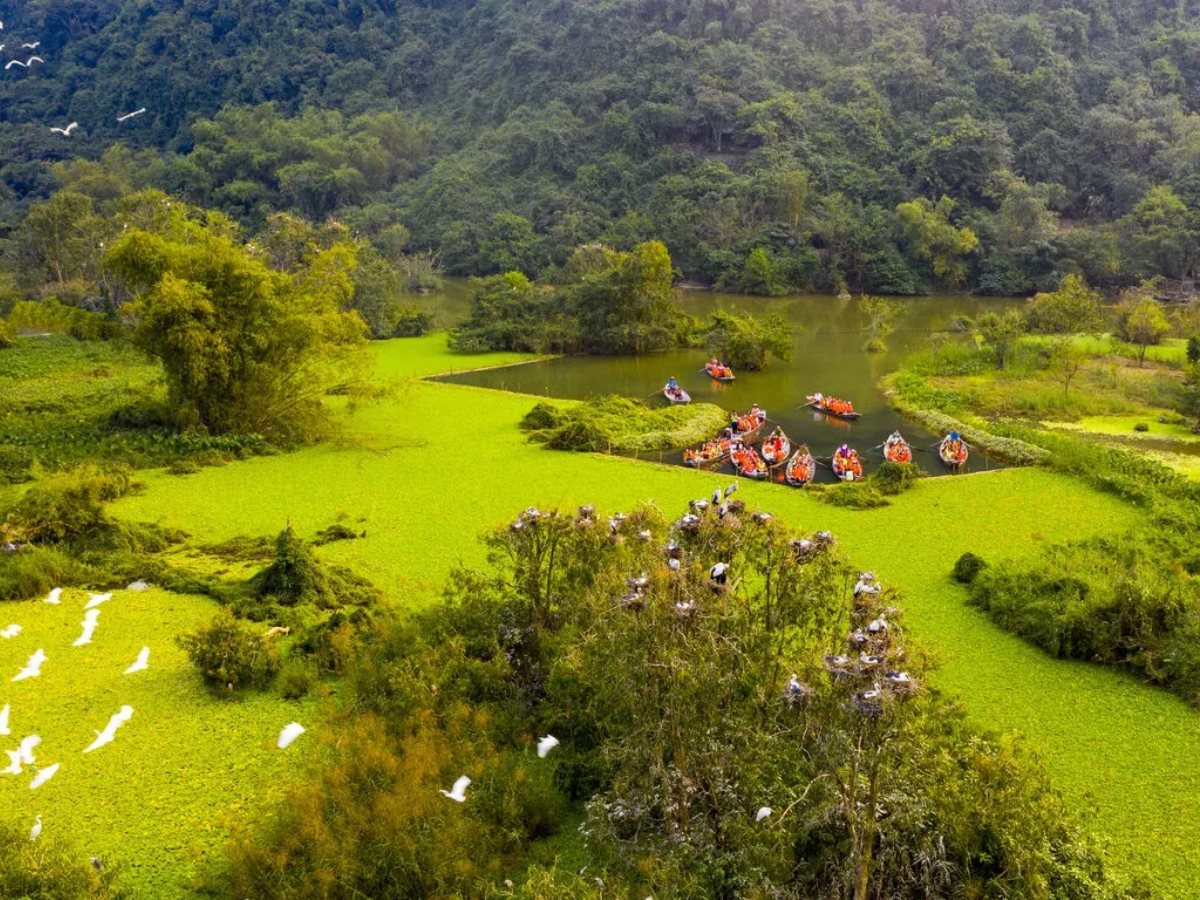 Vườn chim Thung Nham là khu du lịch sinh thái với hệ sinh thái phong phú, nơi những đàn cò trắng bay lượn và đậu trên cây xanh.