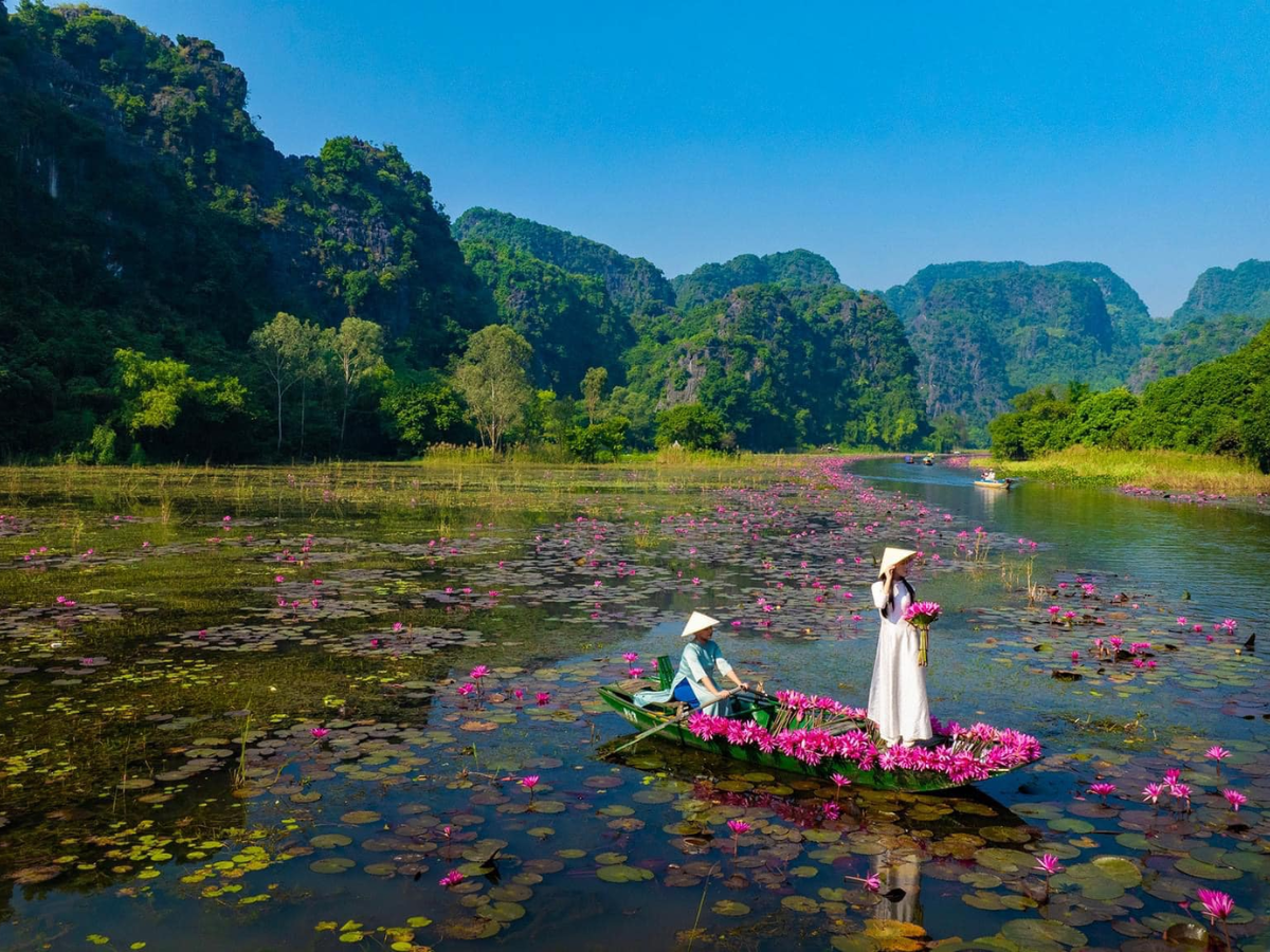 Khoảnh khắc lý tưởng để ngắm hoa súng là buổi sáng sớm khi nắng nhẹ soi lên cánh hoa.