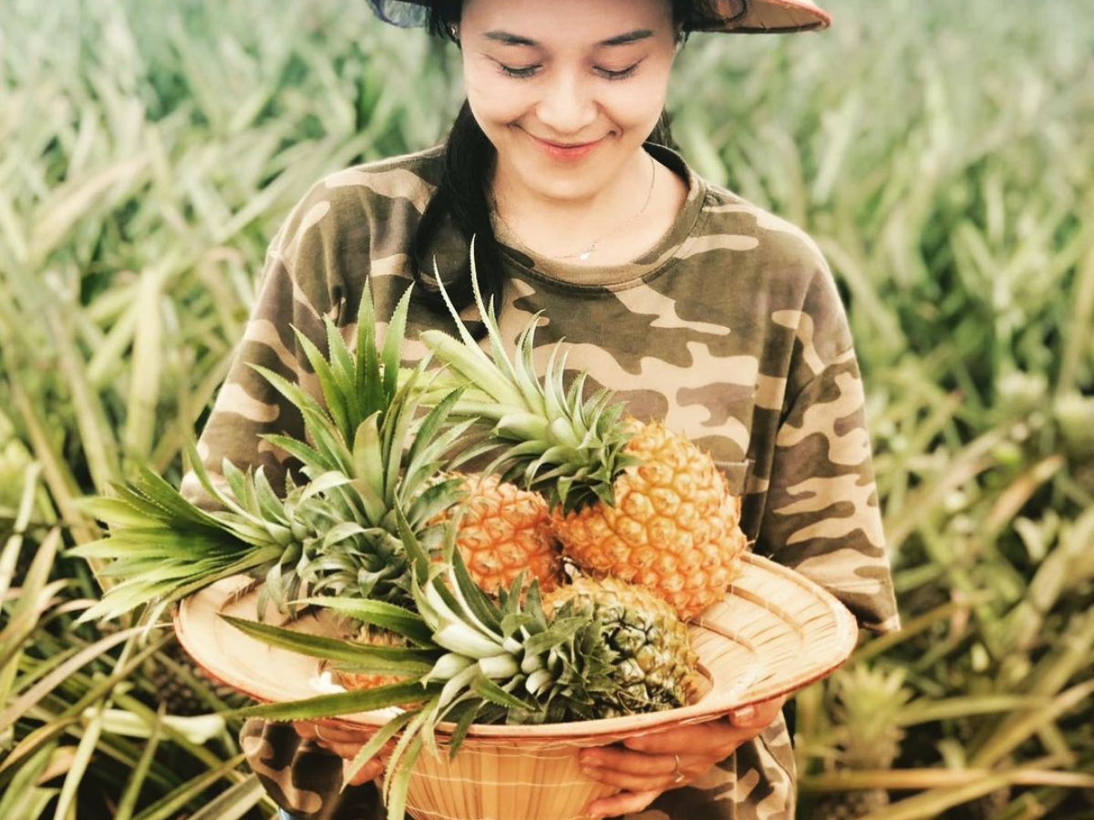 Dứa Tam Điệp được trồng chuẩn hóa và sở hữu hương vị ngọt thanh thơm dịu đặc trưng.