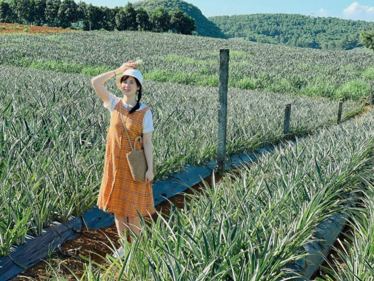 Những luống dứa dài xen giữa màu xanh núi đồi tạo nên khung cảnh khiến ai cũng mê ngắm.