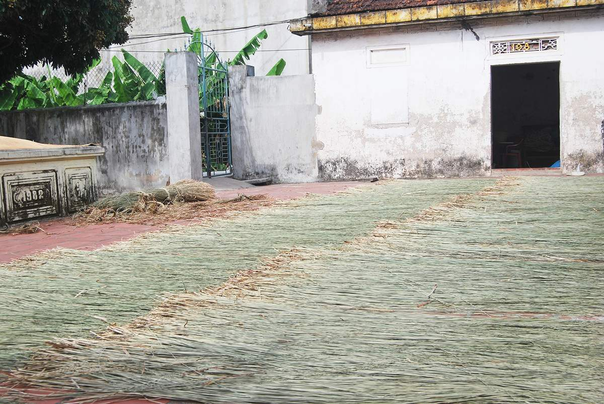 Cói được phơi thành từng phên dài trên sân gạch – hình ảnh quen thuộc của làng nghề hơn hai thế kỷ tuổi.