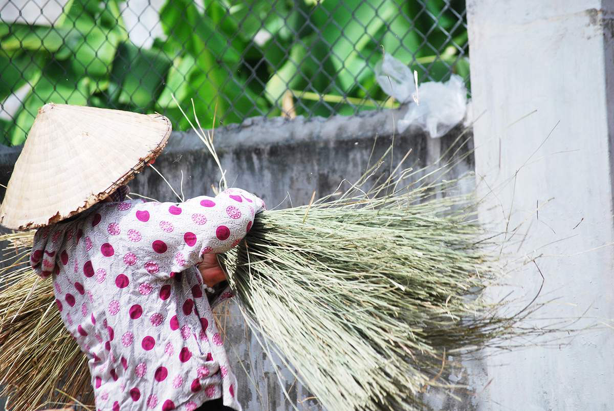 Mùa cói từ tháng 4 đến tháng 9 – sân phơi rực sắc vàng, nghệ nhân tất bật chẻ, se và đan cói.