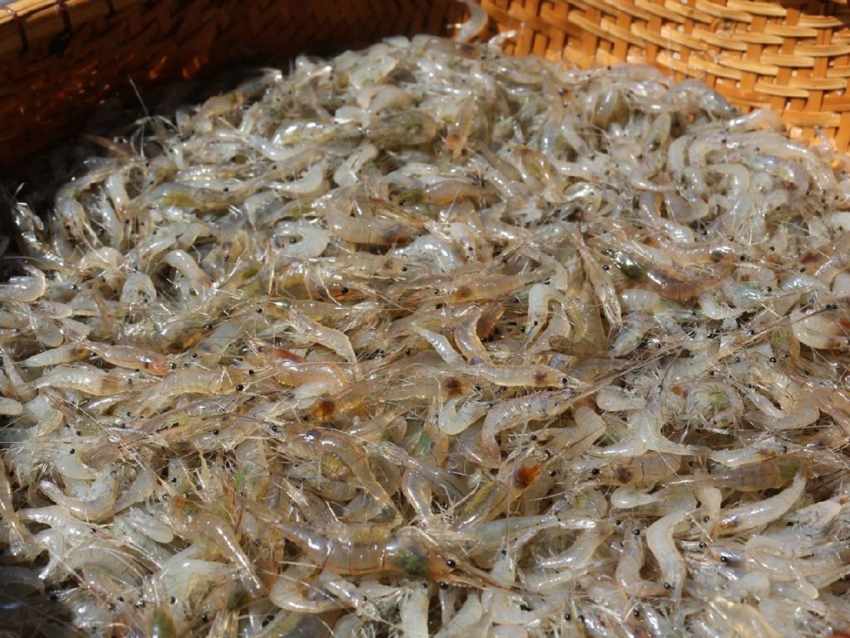 Những con tép tươi ngon được ngâm ủ theo công thức gia truyền để tạo nên món mắm tép với hương vị mới lạ, đậm đà. (