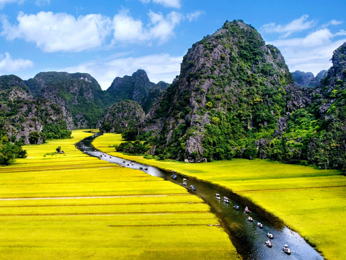 Mùa lúa chín Tam Cốc từ cuối tháng 5 đến đầu tháng 6 mang đến khung cảnh vàng rực đầy cuốn hút. (Nguồn: Sưu tầm)