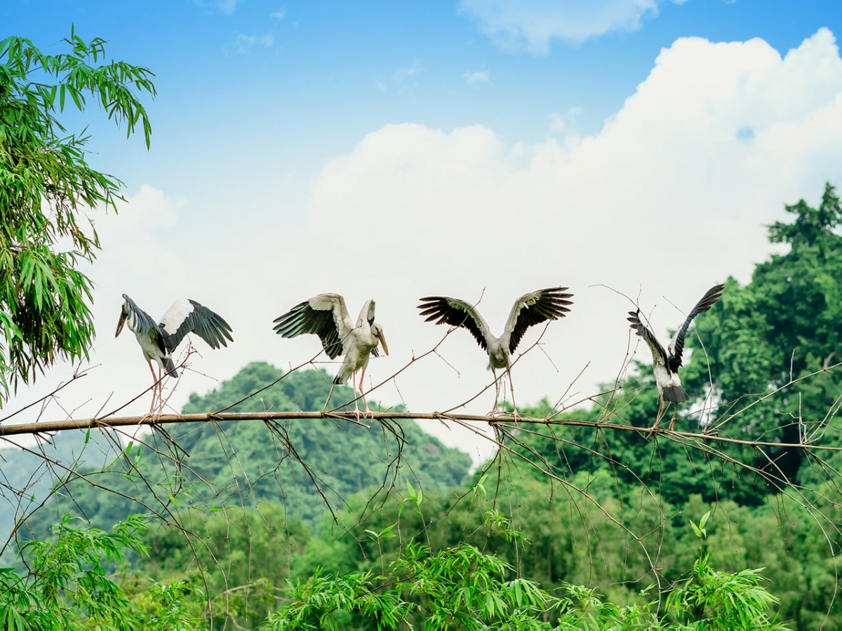 Vườn chim Thung Nham thu hút du khách với vẻ đẹp thiên nhiên yên bình, hệ động thực vật phong phú và trải nghiệm độc đáo. (Nguồn: Sưu tầm)