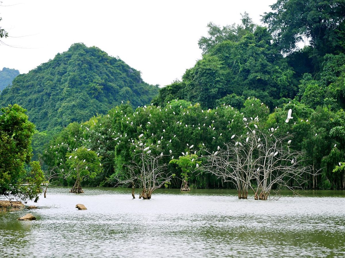 Khung cảnh thiên nhiên yên bình tại Vườn chim Thung Nham với hàng trăm cánh chim giữa núi rừng. (Nguồn: Sưu tầm)