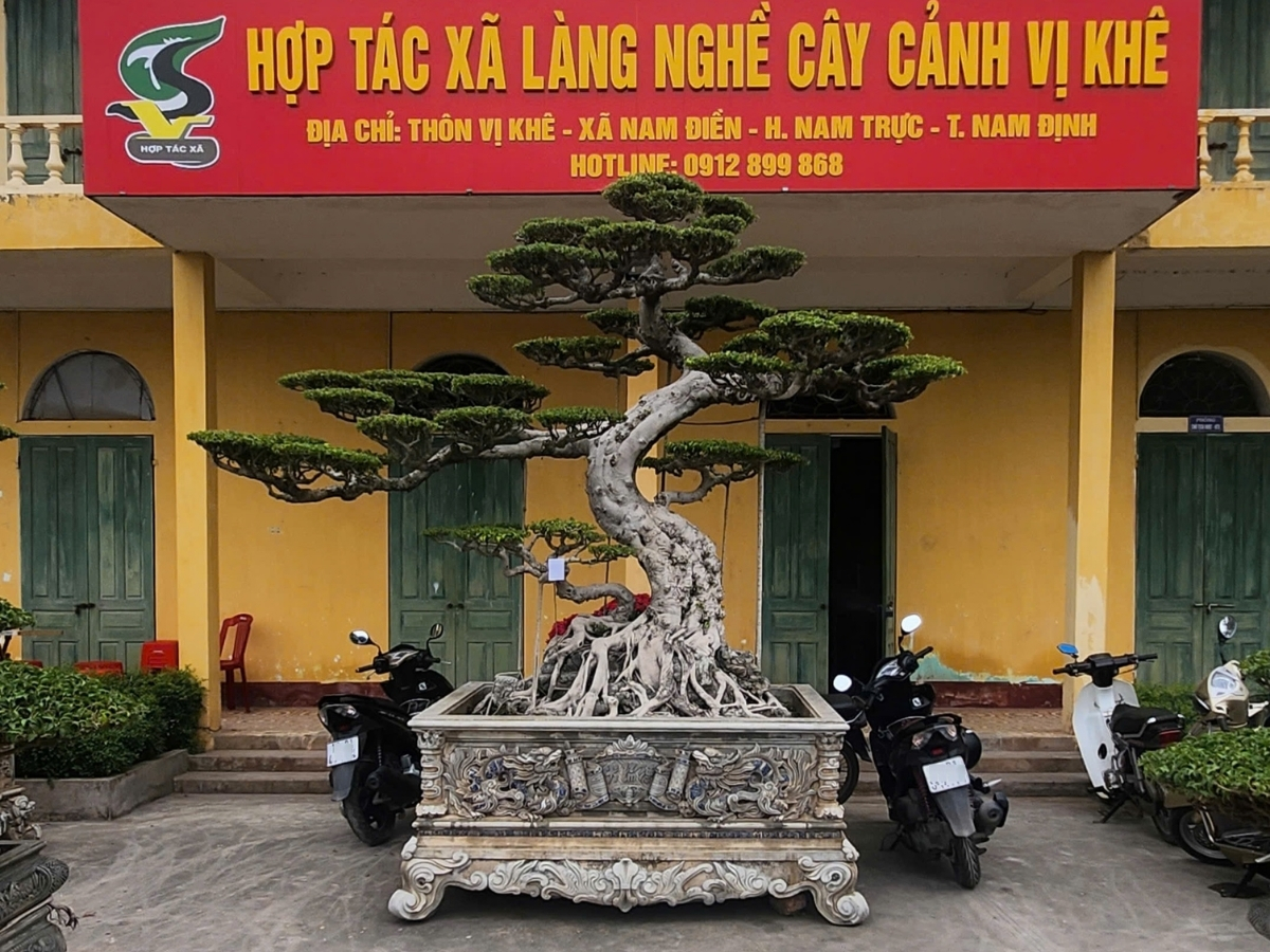 Những cây cảnh đẹp và ấn tượng nhất được trưng bày tại lễ hội. (Nguồn: Sưu tầm)