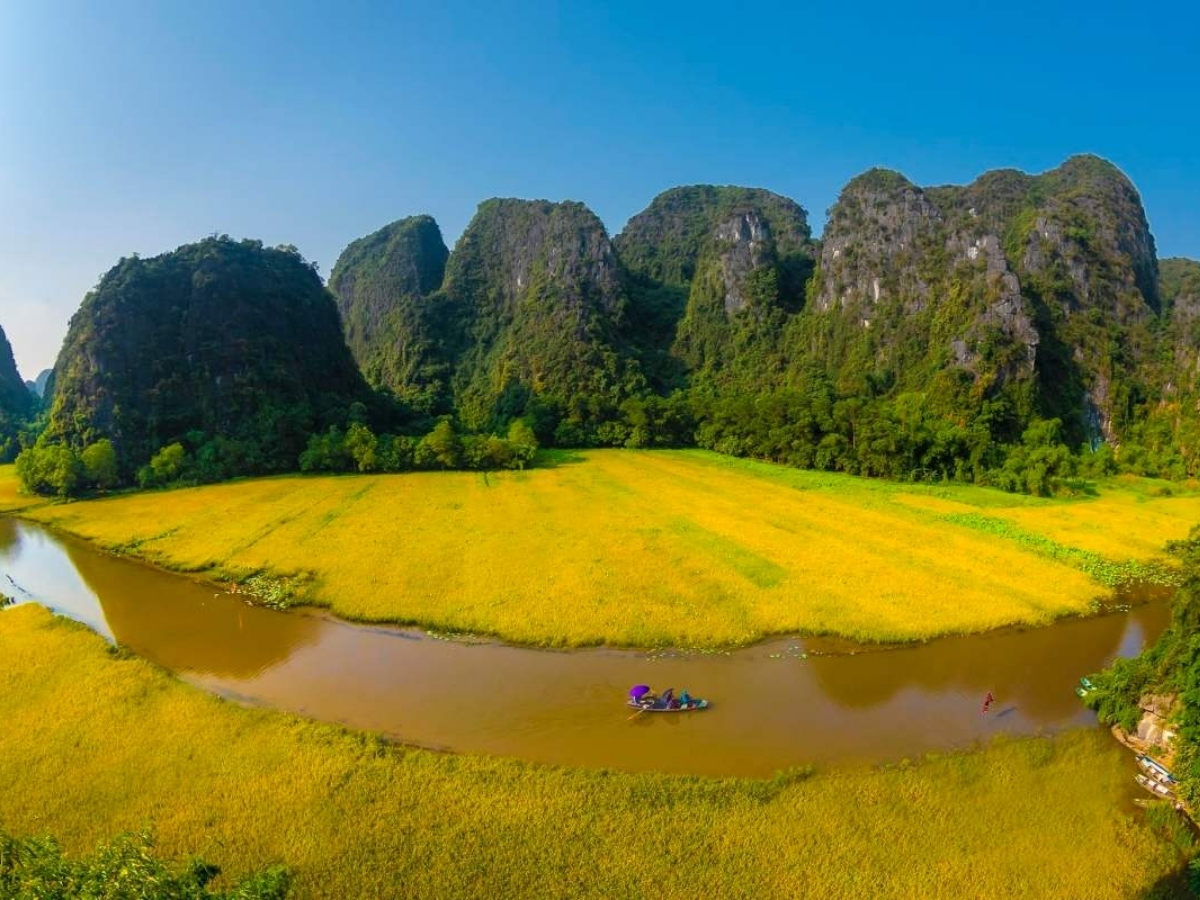 Tam Chúc mùa lúa chín với sắc vàng óng ả, đẹp đến nao lòng. (Nguồn: Sưu tầm)