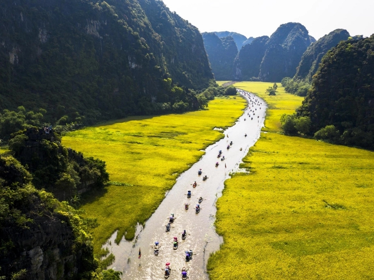 Khung cảnh Tam Cốc vào mùa lúa chín đẹp tựa một bức tranh. (Nguồn: Sưu tầm)