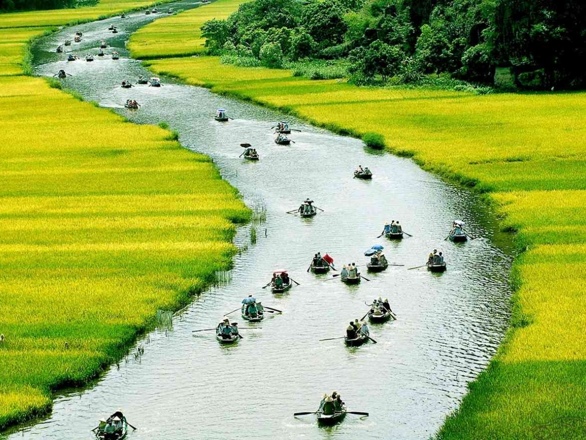 Du khách ngồi thuyền xuôi theo dòng sông Ngô Đồng và ngắm cánh đồng lúa chín vàng rực hai bên bờ. (Nguồn: Sưu tầm)