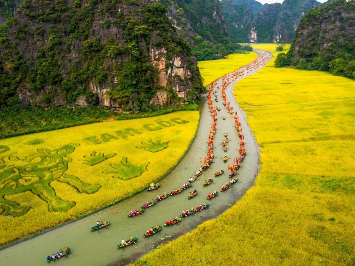 Mùa lúa chín vàng rực hai bên dòng Ngô Đồng tại Tam Cốc tạo nên bức tranh đồng quê đẹp như tranh vẽ.