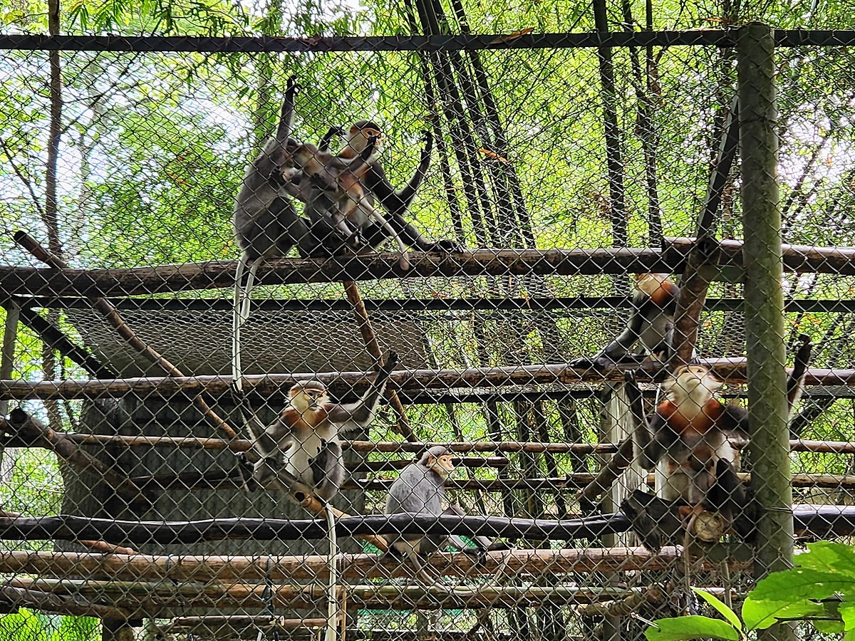 Trung tâm cứu hộ Cúc Phương giúp du khách tìm hiểu hoạt động bảo tồn nhiều loài động vật quý hiếm. (Nguồn: Sưu tầm)