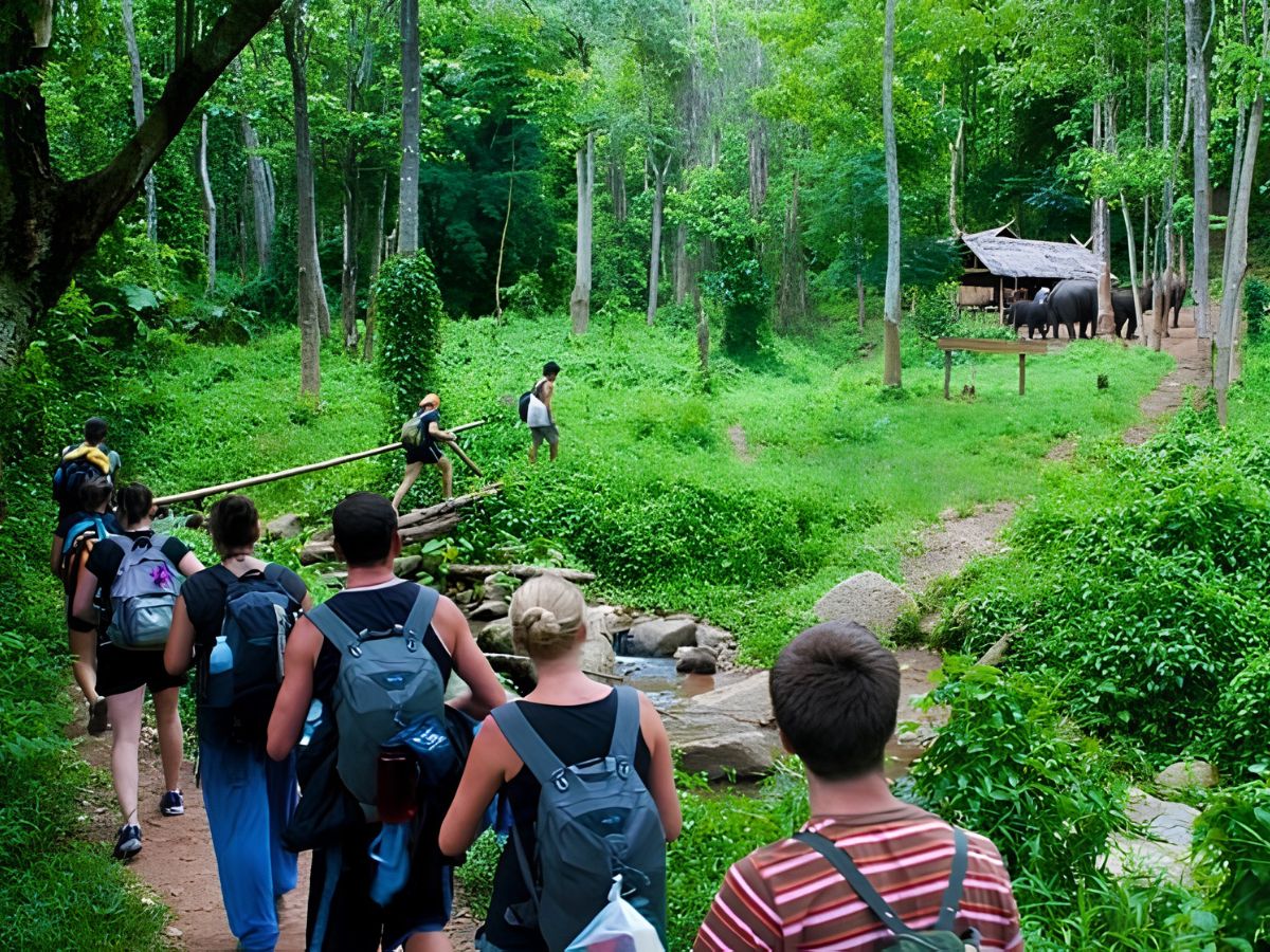 Hành trình trekking đưa du khách băng qua những tán rừng xanh, suối nhỏ và thảm thực vật phong phú của Cúc Phương. (Nguồn: Sưu tầm)