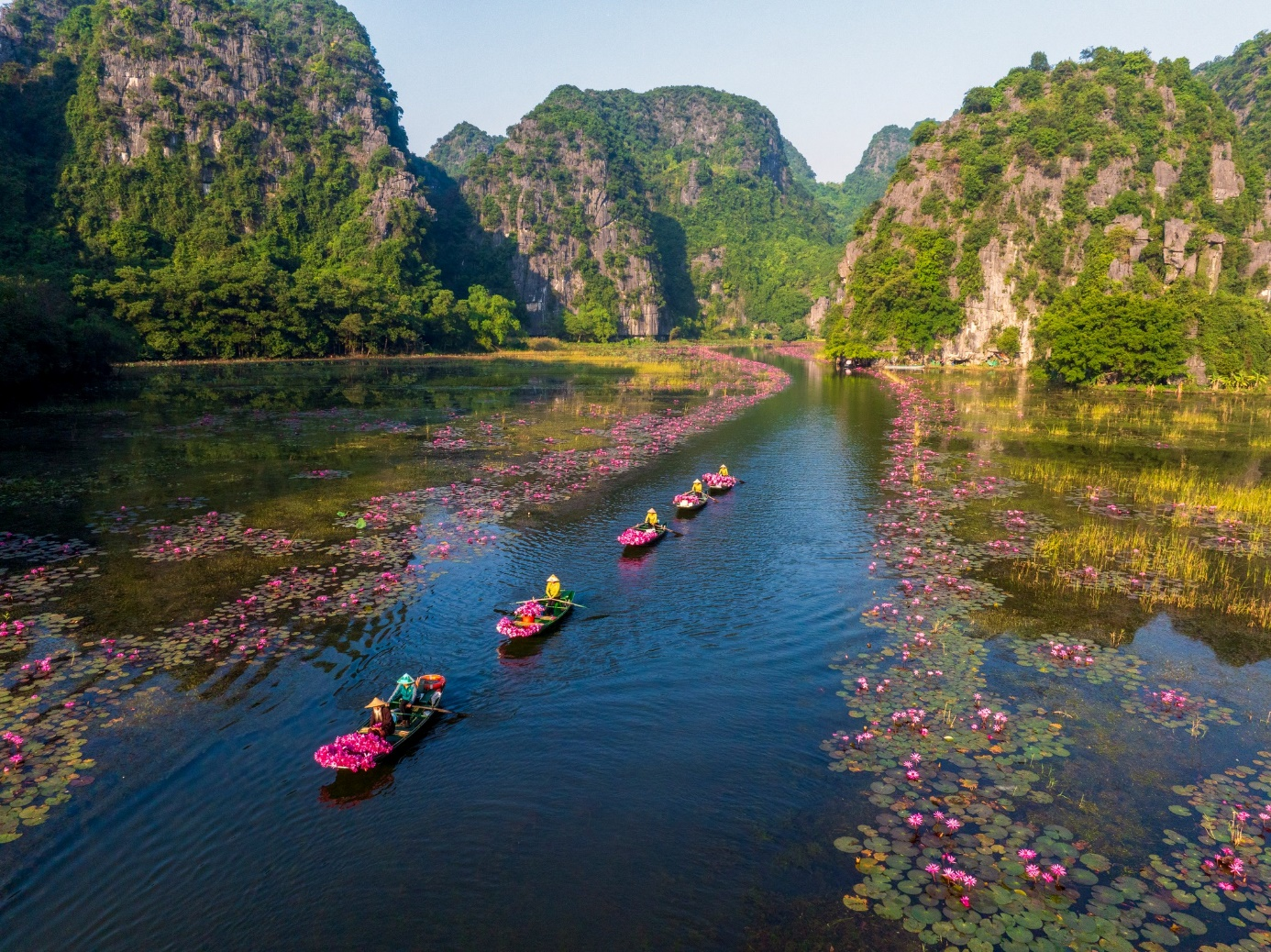 Mùa hoa súng nở rộ tạo nên cảnh đẹp như tranh ở Tam Cốc. (Nguồn: Sưu tầm)