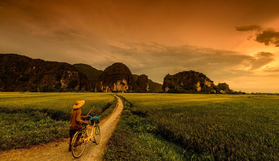 Đạp xe ngắm hoàng hôn mùa vàng Tam Cốc. (Nguồn: Sưu tầm)