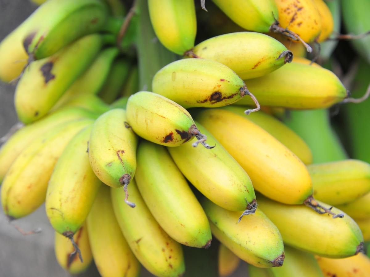 Chuối ngự Đại Hoàng - Đặc sản “tiến vua” miền Bắc