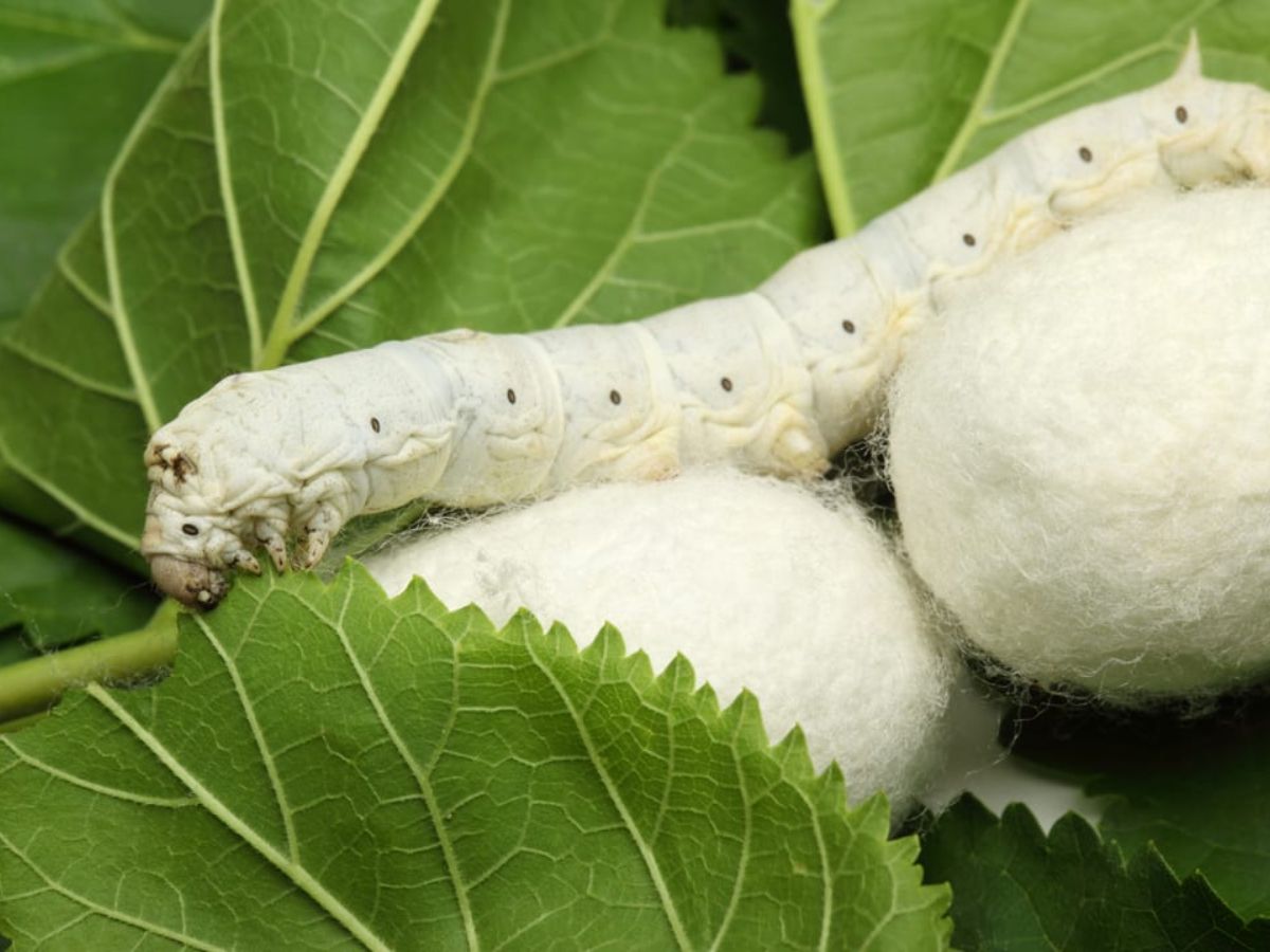 Những con tằm được nuôi tự nhiên để đảm bảo chất lượng vải tốt nhất