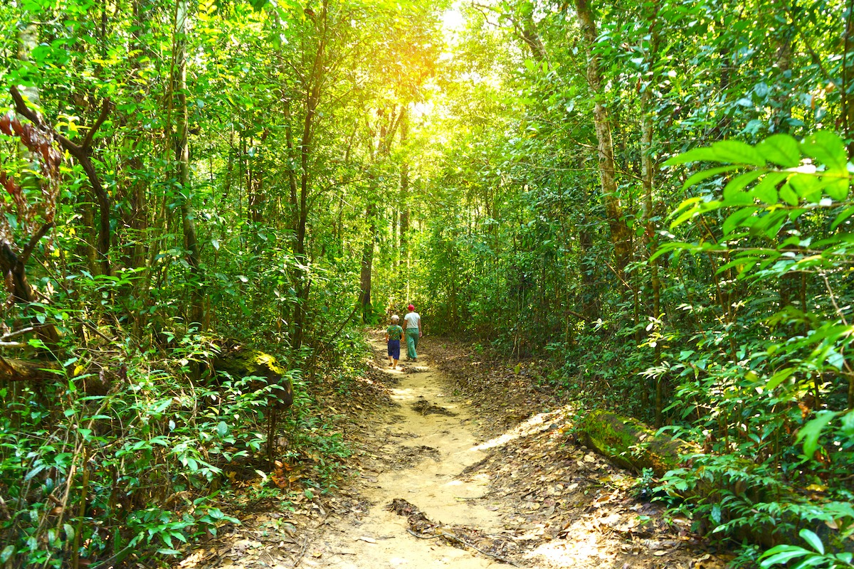 A forest trail winds through Phu Quoc National Park’s tropical canopy. (Photo: collected)