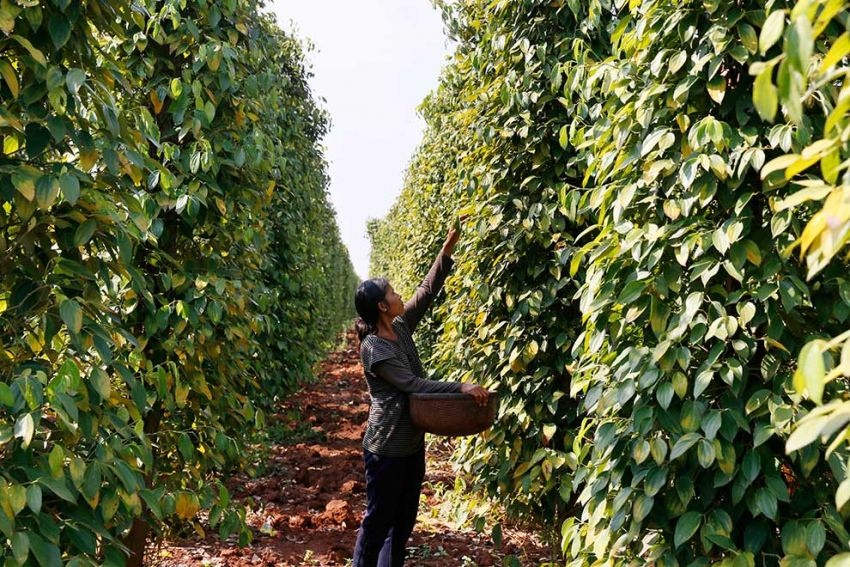 Visitors walking between rows of pepper vines in Phu Quoc’s countryside. (Photo: collected)