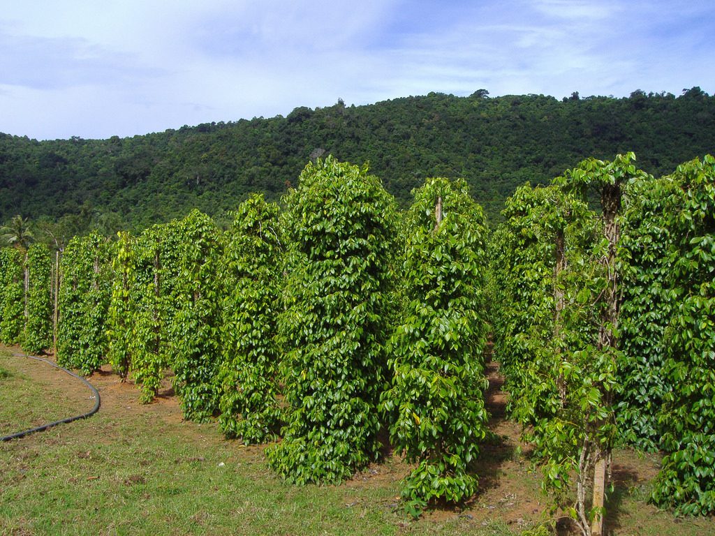 Vườn tiêu Phú Quốc là địa điểm check-in độc đáo.